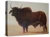 Brahmin Bull-Lincoln Seligman-Stretched Canvas