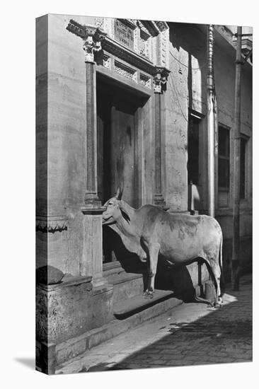 Brahmin Cow-null-Stretched Canvas