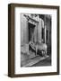 Brahmin Cow-null-Framed Photographic Print