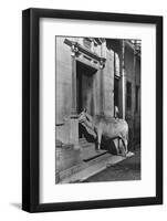 Brahmin Cow-null-Framed Photographic Print