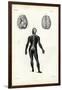 Brain, 1863-79-Raimundo Petraroja-Framed Giclee Print