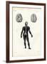 Brain, 1863-79-Raimundo Petraroja-Framed Giclee Print