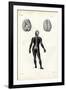 Brain, 1863-79-Raimundo Petraroja-Framed Giclee Print