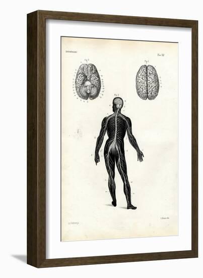 Brain, 1863-79-Raimundo Petraroja-Framed Giclee Print