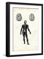 Brain, 1863-79-Raimundo Petraroja-Framed Giclee Print