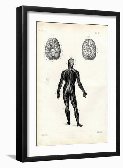 Brain, 1863-79-Raimundo Petraroja-Framed Giclee Print