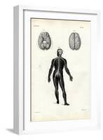 Brain, 1863-79-Raimundo Petraroja-Framed Giclee Print