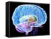 Brain Anatomy, Artwork-Roger Harris-Framed Stretched Canvas