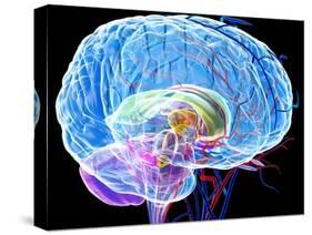 Brain Anatomy, Artwork-Roger Harris-Stretched Canvas