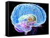 Brain Anatomy, Artwork-Roger Harris-Framed Stretched Canvas