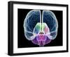 Brain Anatomy, Artwork-Roger Harris-Framed Photographic Print