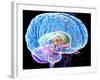 Brain Anatomy, Artwork-Roger Harris-Framed Photographic Print