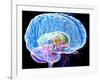 Brain Anatomy, Artwork-Roger Harris-Framed Photographic Print