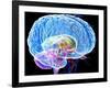 Brain Anatomy, Artwork-Roger Harris-Framed Photographic Print