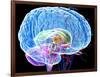 Brain Anatomy, Artwork-Roger Harris-Framed Photographic Print