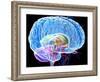 Brain Anatomy, Artwork-Roger Harris-Framed Photographic Print