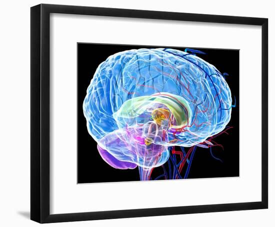 Brain Anatomy, Artwork-Roger Harris-Framed Photographic Print