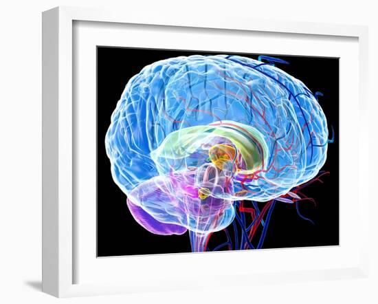 Brain Anatomy, Artwork-Roger Harris-Framed Photographic Print