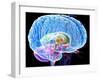 Brain Anatomy, Artwork-Roger Harris-Framed Photographic Print