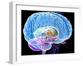 Brain Anatomy, Artwork-Roger Harris-Framed Photographic Print