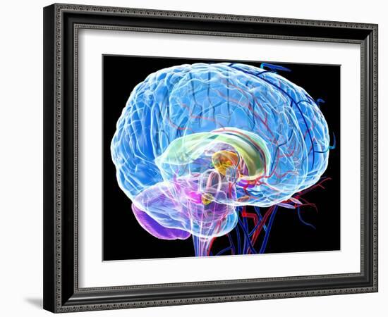 Brain Anatomy, Artwork-Roger Harris-Framed Photographic Print