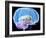 Brain Anatomy, Artwork-Roger Harris-Framed Photographic Print