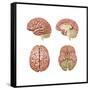 Brain Anatomy, Illustration-Gwen Shockey-Framed Stretched Canvas