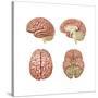 Brain Anatomy, Illustration-Gwen Shockey-Stretched Canvas