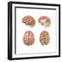 Brain Anatomy, Illustration-Gwen Shockey-Framed Art Print