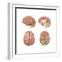 Brain Anatomy, Illustration-Gwen Shockey-Framed Art Print