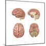 Brain Anatomy, Illustration-Gwen Shockey-Mounted Art Print