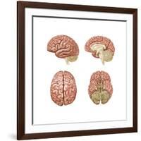 Brain Anatomy, Illustration-Gwen Shockey-Framed Art Print