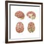 Brain Anatomy, Illustration-Gwen Shockey-Framed Art Print