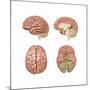 Brain Anatomy, Illustration-Gwen Shockey-Mounted Art Print