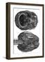 Brain and Cerebellum-null-Framed Art Print