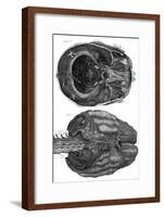 Brain and Cerebellum-null-Framed Art Print