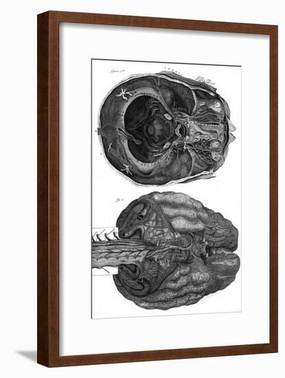 Brain and Cerebellum-null-Framed Art Print