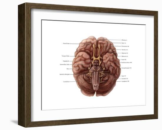 Brain and Cranial Nerves-Evan Oto-Framed Art Print