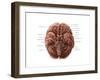 Brain and Cranial Nerves-Evan Oto-Framed Art Print