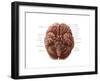 Brain and Cranial Nerves-Evan Oto-Framed Art Print