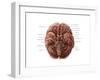 Brain and Cranial Nerves-Evan Oto-Framed Art Print