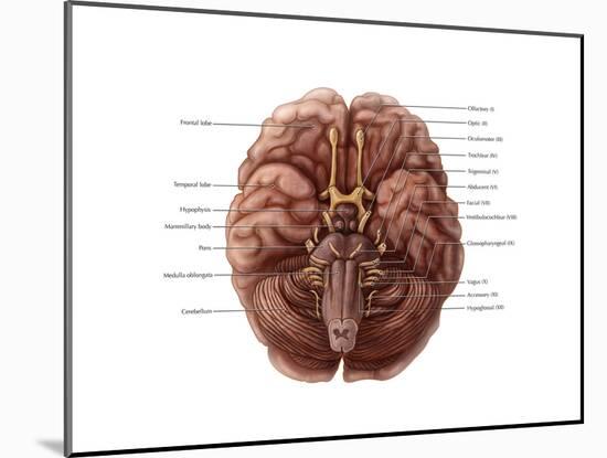 Brain and Cranial Nerves-Evan Oto-Mounted Art Print