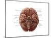 Brain and Cranial Nerves-Evan Oto-Mounted Art Print