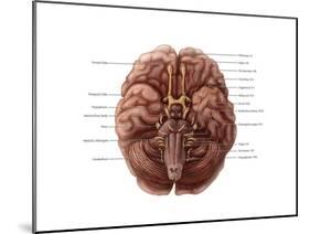 Brain and Cranial Nerves-Evan Oto-Mounted Art Print