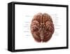 Brain and Cranial Nerves-Evan Oto-Framed Stretched Canvas