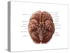 Brain and Cranial Nerves-Evan Oto-Stretched Canvas