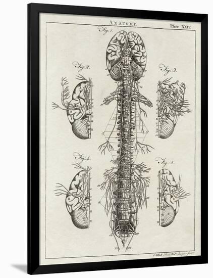 Brain and Spinal Column-A. Bell-Framed Photographic Print