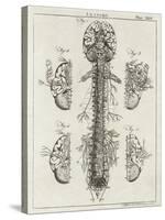 Brain and Spinal Column-A. Bell-Stretched Canvas