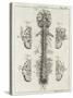 Brain and Spinal Column-A. Bell-Stretched Canvas