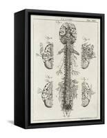 Brain and Spinal Column-A. Bell-Framed Stretched Canvas